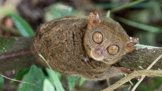 Tarsier at Bohol Island Philippines [upl. by Desdemona]