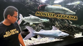 HUGE ARAPAIMA GONE CRAZY   MONSTER FISH FEEDING [upl. by Damaris]