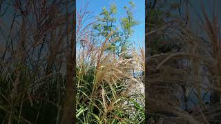 Graceful plumes of Miscanthus grass Yulik nature good beautiful [upl. by Aelram]