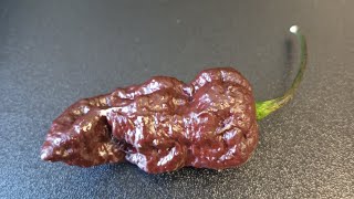 Hottest Pepper 🔥 Chocolate Bhutlah by Imnobodyspecial [upl. by Daley]