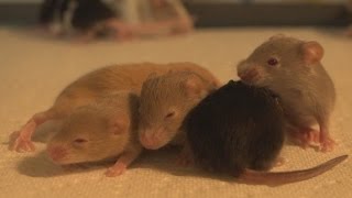 Baby Mice meet each other for the First Time [upl. by Ng]