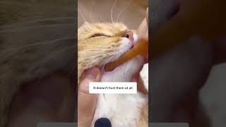 Cat Teeth Brushing ASMR 😻✨ [upl. by Arammat534]