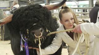 Ardbhan Highland Cattle at Oban sale 2019 [upl. by Akimot817]