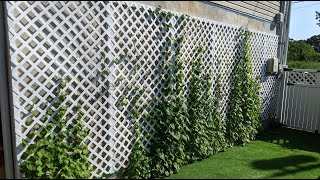 How to build trellis for a climbing plant [upl. by Atteiram]