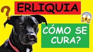 COMO CURAR LA ERLIQUIA EN LOS PERROS [upl. by Aryk]