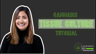 Cannabis Tissue Culture Tutorial [upl. by Akinwahs]