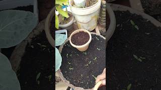 🔴💯Grow 😲🤯Garlic 😱🔥at Home Easily StepbyStep Guide 🌱🧄 GarlicGrowingorganicgardening shortsfeed [upl. by Jea976]