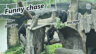 Gorilla mom Tayari chased son Jabali for branch  大猩猩媽媽Tayari為了樹枝追逐兒子 [upl. by Gnuj]