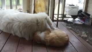 Maremma Sheepdog and Cat Playing [upl. by Artied]