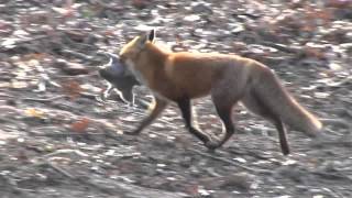 FOX CATCHES SQUIRREL [upl. by Clerissa779]