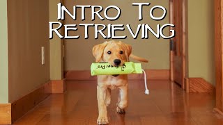 Labrador Retriever Teach Your Puppy To Fetch  Gun Dog Training [upl. by Sidoma877]