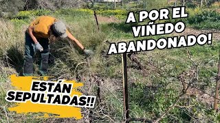 🍇Despejando el VIÑEDO ABANDONADO de la finca Vlog66 [upl. by Gallenz]