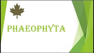 Phaeophyta [upl. by Crystie]