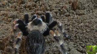 Mexican Redknee Tarantula Spider [upl. by Surbeck442]