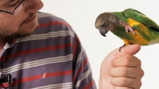 How to Teach Your Parrot to Talk  Parrot Training [upl. by Anairda]