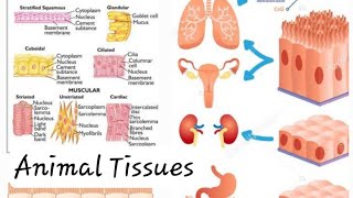 Animal Tissues Epithelial Tissues and Connective Tissues Class 9 Digital Science with Himani [upl. by Lertram]