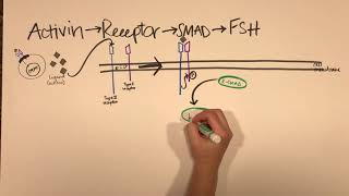 SMAD Signaling Pathway [upl. by Tsirc941]