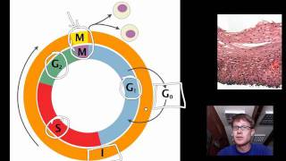 Cell Cycle Mitosis and Meiosis [upl. by Denice242]