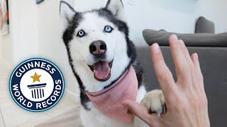 My Husky Attempted This World Record and Broke It [upl. by Deuno]