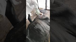 Intra muscular injection Kaise Lagaye veterinary injection vet [upl. by Fry]