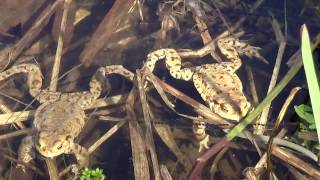 Gody ropuch szarych Common toad mating Bufo Bufo [upl. by Bradney736]