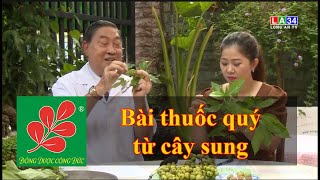 BÀI THUỐC QUÝ TỪ CÂY SUNG  Lương Y Nguyễn Công Đức [upl. by Ligetti]