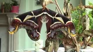 Rearing the Edwards Atlas Moth [upl. by Ardussi320]