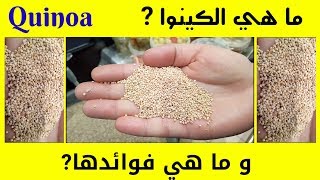 ما هي الكينوا وما هي فوائدها ؟؟ Quinoa [upl. by Zebe]