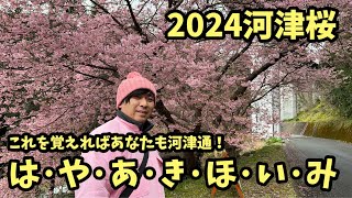 【2024河津桜まつり】27 はやあきほいみ！河津櫻 ライブカメラ [upl. by Esela]