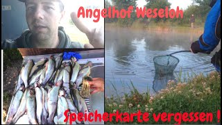 Forellenangeln mit Pose und Pilotpose Angelhof Weseloh Bienenmade Powerbait Forellen im Sommer [upl. by Gney]