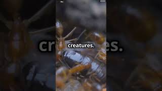 Meet the Deadliest Ant in the World deadly facts bulletant deadliest survival shorts [upl. by Cirad]