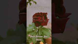 The Black Baccara rose is among the darkest roses in the world🌹🌹epicgardeningroseshortviral [upl. by Goren]