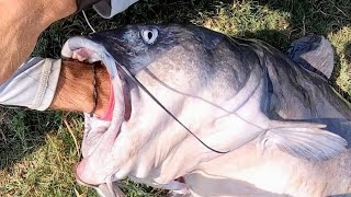 GIANT CATFISH in a CITY POND [upl. by Zeni897]