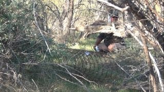 Shotgun Whitetail Deer Hunting FUN Does a Bear Sht In The Woods Funny Fail [upl. by Nomla915]