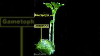 sporophytes vs gametophyte biology [upl. by Akehsyt]