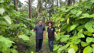 Matuto Magtanim ng ROOTBEER PLANT at CINAMON sa FARM na hindi Intimidating pero Productive [upl. by Sarena]