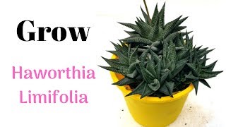 Grow Haworthia Limifolia  Grow From Pups [upl. by Gauldin531]