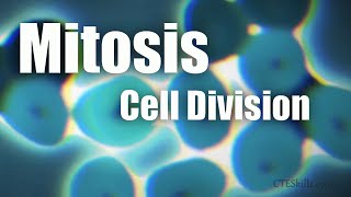 Mitosis Cell Division In 6 Minutes [upl. by Akiras]