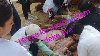 horse postmortem kaise hota hai पोस्टमार्टम इस तरह किया जाता है [upl. by Kciderf]