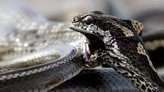 Iguana vs Snakes  Behind the Scenes  Planet Earth II [upl. by Hayse]