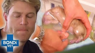 Top 5 HighRisk Puppy Births 😨 Dogs Giving Birth  Bondi Vet Compilation  Bondi Vet [upl. by Anadroj]