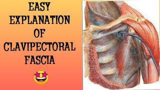 CLAVIPECTORAL FASCIAMUST KNOW QUESTIONUPPER LIMBA MEDICOS NOTES [upl. by Neyuh]