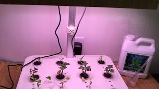 Moistenland hydroponic garden setup and info [upl. by Garceau190]