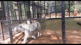 White Tiger at Mysore Zoo 1080p HD [upl. by Voleta739]