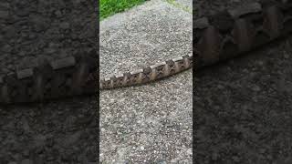 Gaboon viper moving like a caterpillar  𝐑𝐞𝐩𝐭𝐢𝐥𝐞 𝐑𝐞𝐬𝐨𝐫𝐭 [upl. by Kinsler]