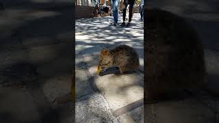 Rottnest Island Quokka rottnestisland quokka wildlife [upl. by Nosreme]