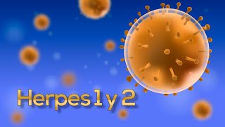 ¡Herpes Genital y Labial en 8 minutos TIPO 1 Y 2 Animación [upl. by Aetnahc]