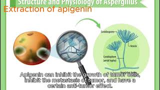 Apigenin extraction [upl. by Libyc]