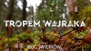 Tropem Wajraka  Moc Świerków  Spruce Power [upl. by Hildagarde343]