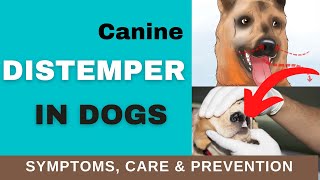 How to Recognize Distemper Symptoms in Dogs TREATMENT amp PREVENTION [upl. by Nolek]